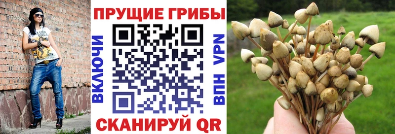 Купить где  Сарапул  Галлюциногенные грибы Psilocybine cubensis 